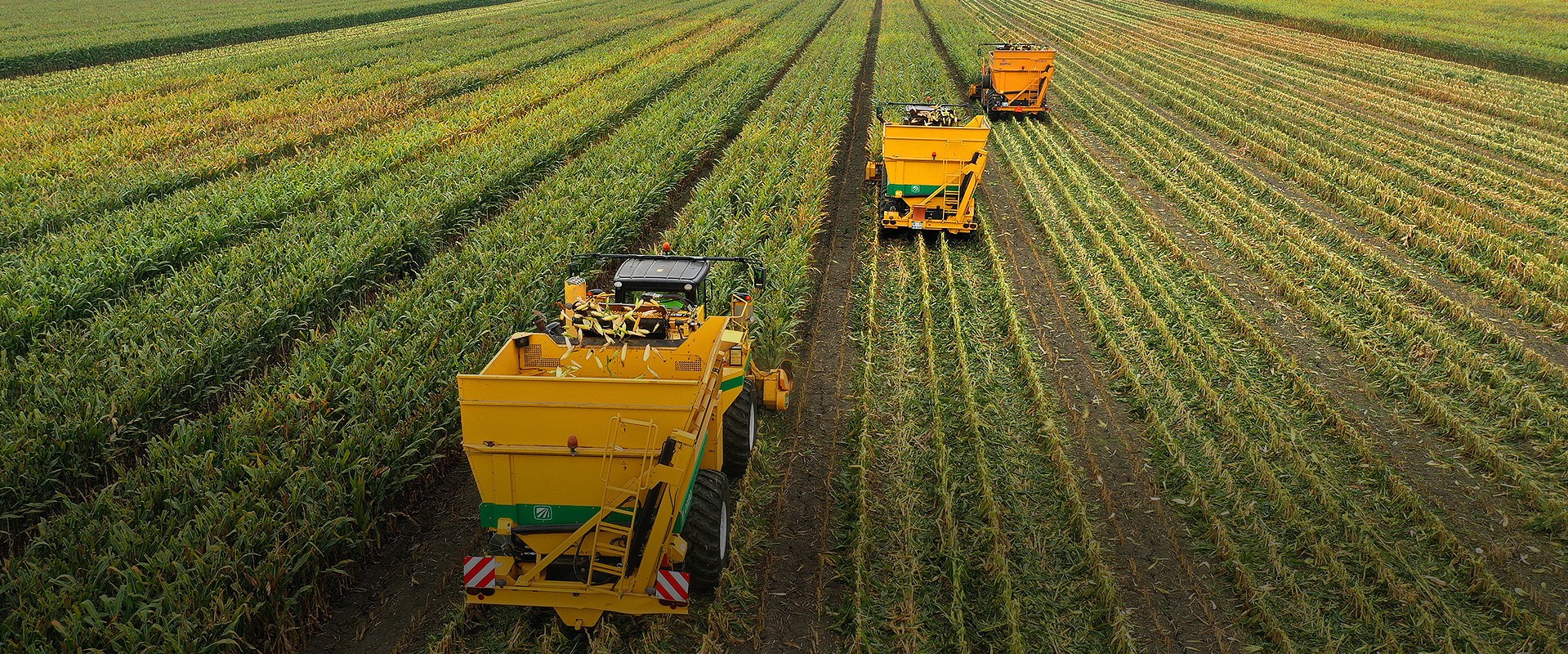 The Seed is our business!