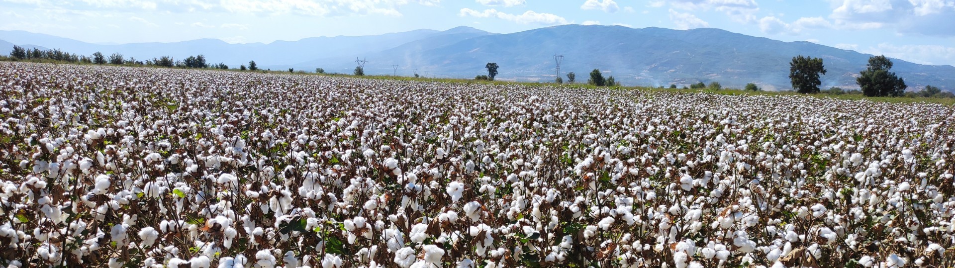 Cotton