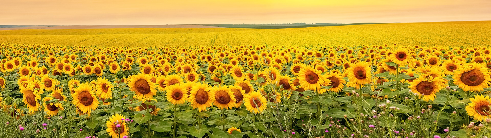 Sunflower