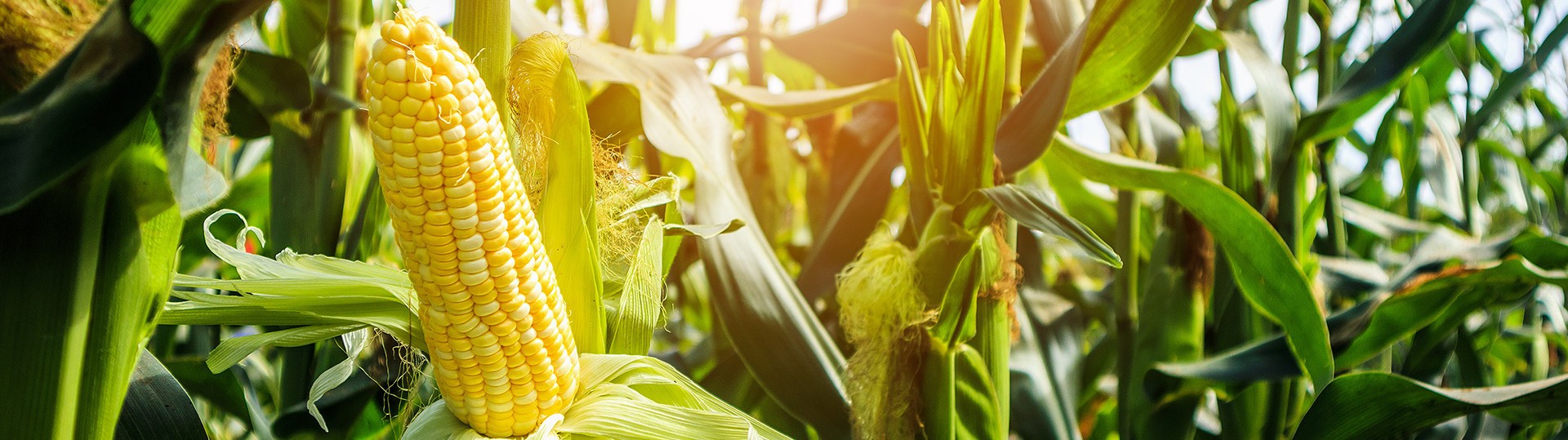 Corn